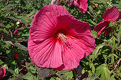 Eruption Hibiscus (Hibiscus 'Eruption') at Lakeshore Garden Centres