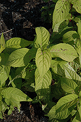 Gold Angel Japanese Shrub Mint (Leucosceptrum japonicum 'Gold Angel') at Lakeshore Garden Centres