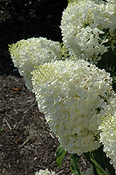Silver Dollar Hydrangea (Hydrangea paniculata 'Silver Dollar') at Lakeshore Garden Centres