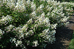 Mega Pearl Hydrangea (Hydrangea paniculata 'Mega Pearl') at Lakeshore Garden Centres