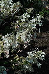Mega Pearl Hydrangea (Hydrangea paniculata 'Mega Pearl') at Lakeshore Garden Centres