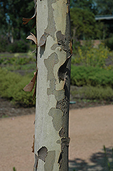 Ovation London Planetree (Platanus x acerifolia 'Morton Euclid') at Lakeshore Garden Centres