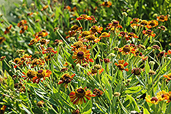 Loysder Wieck Sneezeweed (Helenium 'Loysder Wieck') at Lakeshore Garden Centres