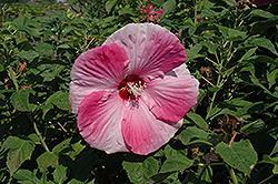 Strawberry Swirl Hibiscus (Hibiscus moscheutos 'Strawberry Swirl') at Lakeshore Garden Centres