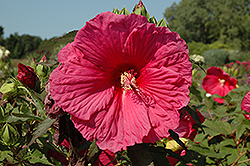 Snowflame Hibiscus (Hibiscus moscheutos 'Snowflame') at Lakeshore Garden Centres