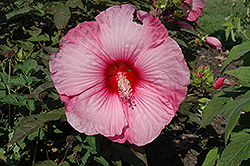 Stardust Hibiscus (Hibiscus moscheutos 'Stardust') at Lakeshore Garden Centres