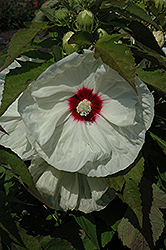 Lou Emmonds Hibiscus (Hibiscus 'Lou Emmonds') at Lakeshore Garden Centres
