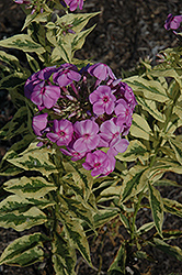 Shockwave Garden Phlox (Phlox paniculata 'Shockwave') at Lakeshore Garden Centres
