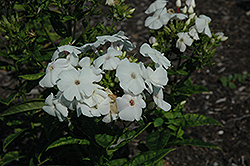Pina Colada Garden Phlox (Phlox paniculata 'Pina Colada') at Lakeshore Garden Centres
