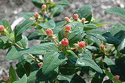Hypearls Olivia St. John's Wort (Hypericum 'Hypearls Olivia') at Lakeshore Garden Centres