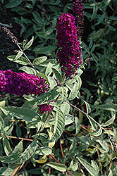 Harlequin Butterfly Bush (Buddleia davidii 'Harlequin') at Lakeshore Garden Centres