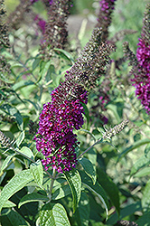 Guinevere Butterfly Bush (Buddleia davidii 'Guinevere') at Lakeshore Garden Centres