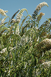 White Feather Butterfly Bush (Buddleia davidii 'White Feather') at Lakeshore Garden Centres