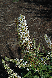 White Ball Butterfly Bush (Buddleia davidii 'White Ball') at Lakeshore Garden Centres