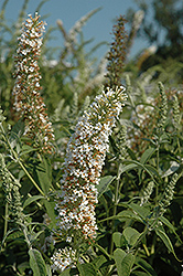 Silverfrost Butterfly Bush (Buddleia davidii 'Silverfrost') at Lakeshore Garden Centres