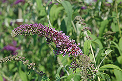 Miss Ellen Butterfly Bush (Buddleia davidii 'Miss Ellen') at Lakeshore Garden Centres