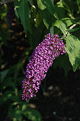 African Queen Butterfly Bush (Buddleia davidii 'African Queen') at Lakeshore Garden Centres