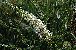 Snowbank Butterfly Bush (Buddleia davidii 'Snowbank') at Lakeshore Garden Centres