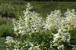 Burgundy Lace Hydrangea (Hydrangea paniculata 'Burgundy Lace') at Lakeshore Garden Centres