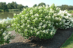 Big Ben Hydrangea (Hydrangea paniculata 'Big Ben') at Lakeshore Garden Centres