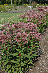 Baby Joe Dwarf Joe Pye Weed (Eupatorium dubium 'Baby Joe') at Peter Knippel Garden Centre