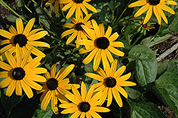 City Garden Coneflower (Rudbeckia fulgida 'City Garden') at Lakeshore Garden Centres