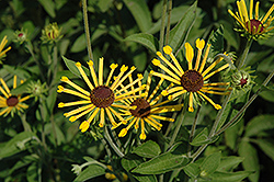 Henry Eilers Sweet Coneflower (Rudbeckia subtomentosa 'Henry Eilers') at A Very Successful Garden Center