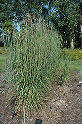 Red Bull Bluestem (Andropogon gerardii 'Red Bull') at Lakeshore Garden Centres