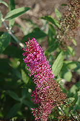 Summer Beauty Butterfly Bush (Buddleia davidii 'Summer Beauty') at Lakeshore Garden Centres