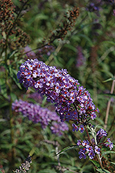 Nanho Blue Butterfly Bush (Buddleia davidii 'Nanho Blue') at Lakeshore Garden Centres