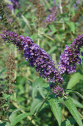 Opera Butterfly Bush (Buddleia davidii 'Opera') at Lakeshore Garden Centres