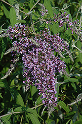 Dartmoor Butterfly Bush (Buddleia davidii 'Dartmoor') at Lakeshore Garden Centres