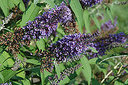 Border Beauty Butterfly Bush (Buddleia davidii 'Border Beauty') at Lakeshore Garden Centres