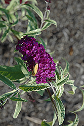 Empire Blue Butterfly Bush (Buddleia davidii 'Empire Blue') at Lakeshore Garden Centres