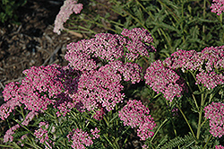 Little Susie Yarrow (Achillea millefolium 'Little Susie') at Lakeshore Garden Centres