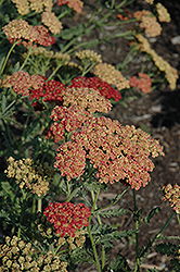 Pretty Woman Yarrow (Achillea millefolium 'Pretty Woman') at Lakeshore Garden Centres