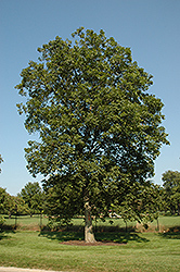 Shagbark Hickory (Carya ovata) at Lakeshore Garden Centres