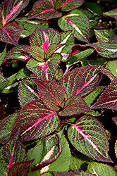 Magilla Perilla (Perilla 'Magilla') at Lakeshore Garden Centres