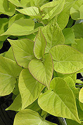 Sweetheart Light Green Sweet Potato Vine (Ipomoea batatas 'Sweetheart Light Green') at Lakeshore Garden Centres