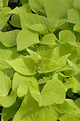Sweet Caroline Sweetheart Light Green Sweet Potato Vine (Ipomoea batatas 'Sweet Caroline Sweetheart Light Green') at Lakeshore Garden Centres