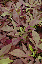 Sweet Caroline Bronze Sweet Potato Vine (Ipomoea batatas 'Sweet Caroline Bronze') at Lakeshore Garden Centres