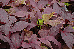 Sweet Caroline Red Sweet Potato Vine (Ipomoea batatas 'Sweet Caroline Red') at Lakeshore Garden Centres