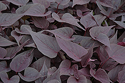 Sweet Caroline Sweetheart Purple Sweet Potato Vine (Ipomoea batatas 'Sweet Caroline Sweetheart Purple') at Lakeshore Garden Centres