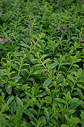Allyson Mexican Heather (Cuphea hyssopifolia 'Allyson') at Lakeshore Garden Centres