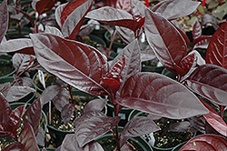 Black Leaf Shooting Star (Pseuderanthemum atropurpureum 'Rubrum') at Lakeshore Garden Centres