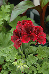 Graziosa Merlot Red Geranium (Pelargonium 'Graziosa Merlot Red') at Lakeshore Garden Centres