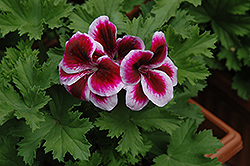 Graziosa Purple Picotee Geranium (Pelargonium 'Graziosa Purple Picotee') at Lakeshore Garden Centres