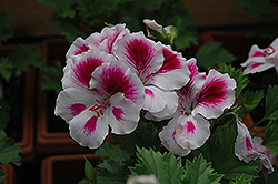 Graziosa Royal White Geranium (Pelargonium 'Graziosa Royal White') at Lakeshore Garden Centres