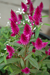 Intenz Classic Celosia (Celosia 'Spitenz') at Lakeshore Garden Centres