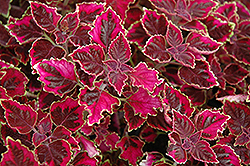 Trailing Plum Brocade Coleus (Solenostemon scutellarioides 'Trailing Plum Brocade') at Lakeshore Garden Centres